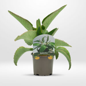 kalanchoe kalanchoe blossfeldiana maceta pequeña