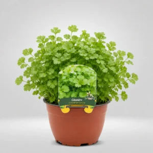 cilantro coriandrum sativum maceta grande