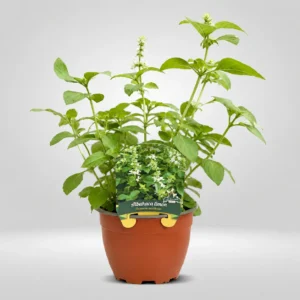 albahaca limón ocimum citriodorum maceta grande