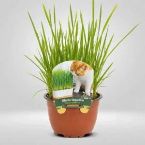 hierba digestiva para mascotas maceta grande