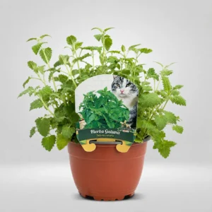 hierba gatuna nepeta cataria maceta grande