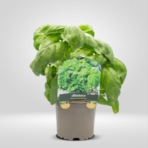 Albahaca Ancha en Maceta Grande