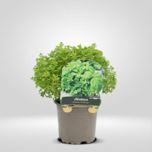 Albahaca Fina en Maceta Pequeña