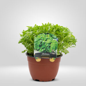 albahaca-fina-en-maceta-15