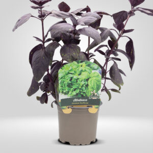 Albahaca Morada en Maceta Pequeña