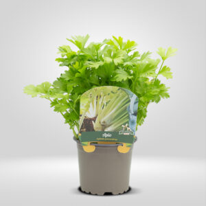 Apio en Maceta Pequeña