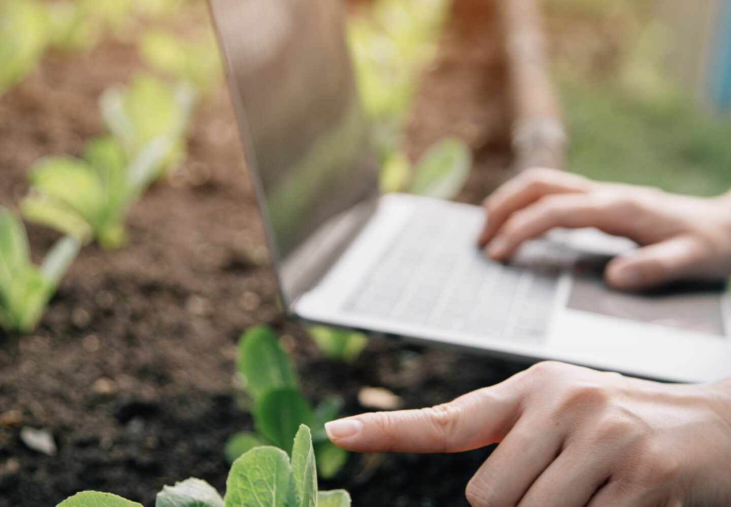 seguimiento de pedido viveros los molinos