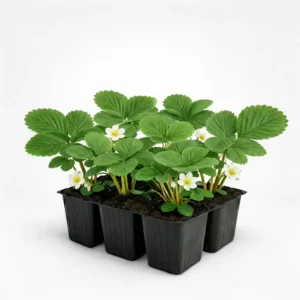 fresa san andreas fragaria ananassa estuche 6 plantas