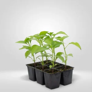 pimiento morron capsicum annuum estuche 6 plantas