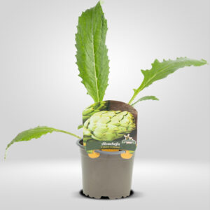 Alcachofa Maceta Pequeña