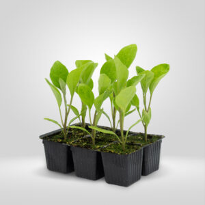 Berenjena en Estuche