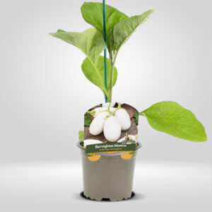berenjena blanca solanum melongena planta en maceta