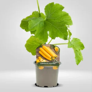 calabacin amarillo cucurbita pepo planta en maceta