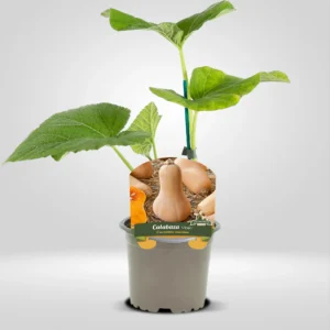 calabaza violin cucurbita moschata planta en maceta