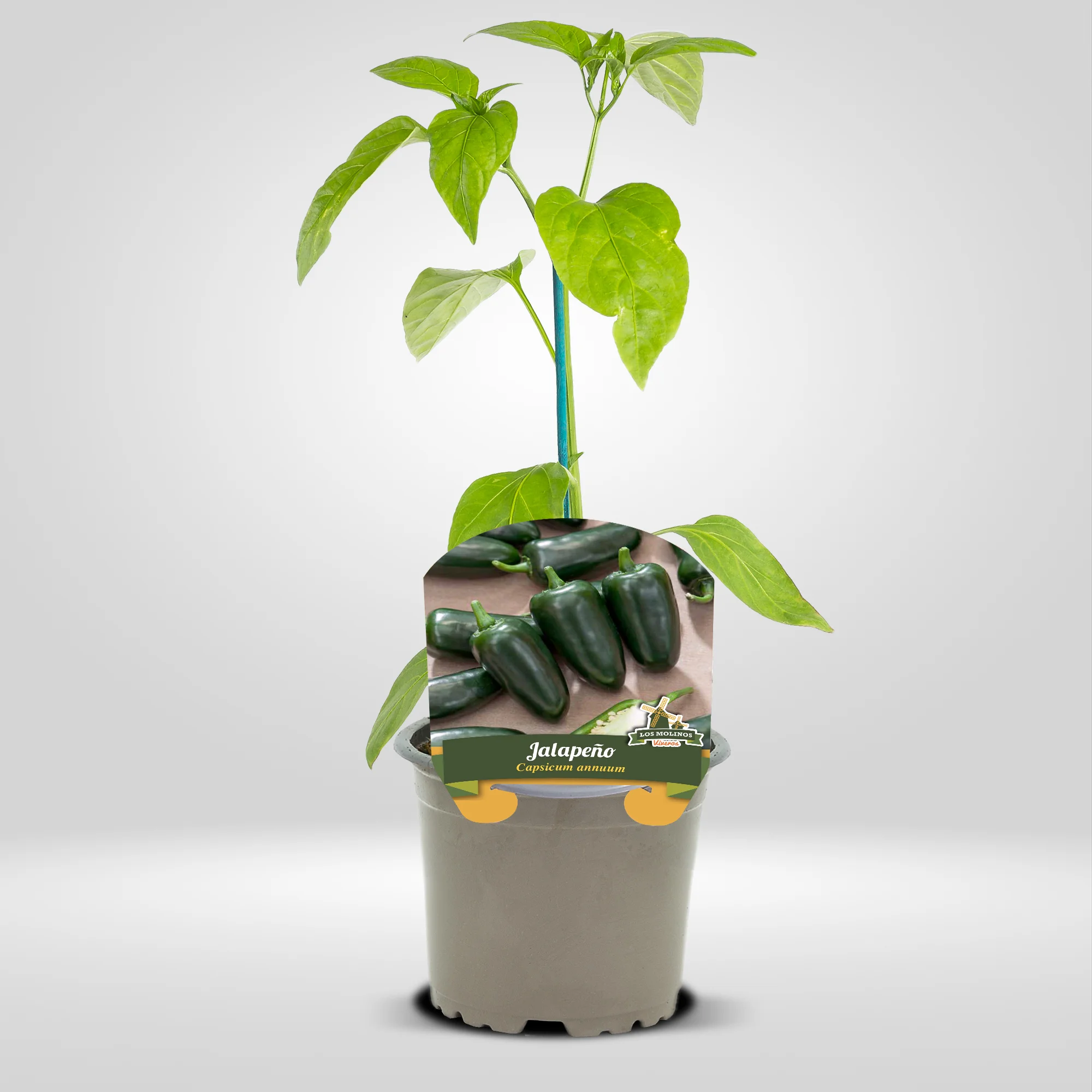 chile jalapeno en maceta 10,5