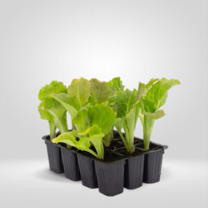 lechuga maravilla verano lactuca sativa estuche 12 plantas