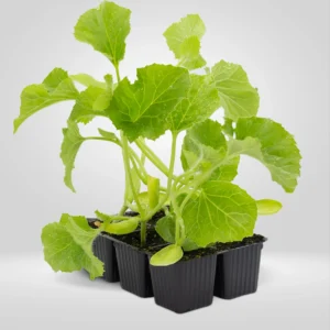 melon cucumis melo estuche 6 plantas