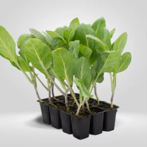 penca corazon de buey brassica oleracea estuche 12 plantas