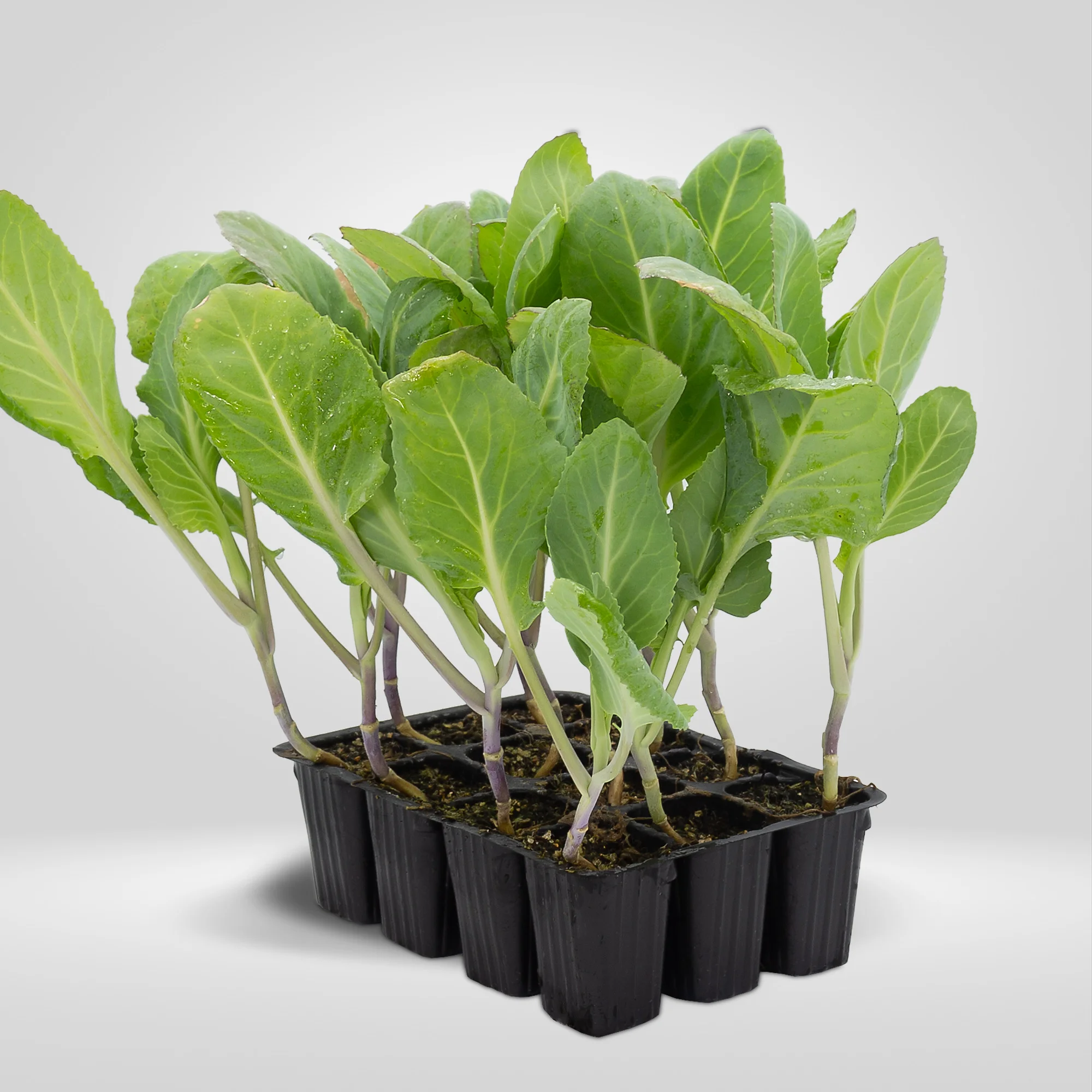 penca corazon de buey