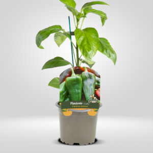 pimiento celta capsicum annuum fruto conico