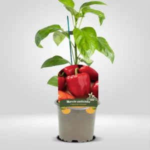 pimiento morron doble pared fruto muy grueso