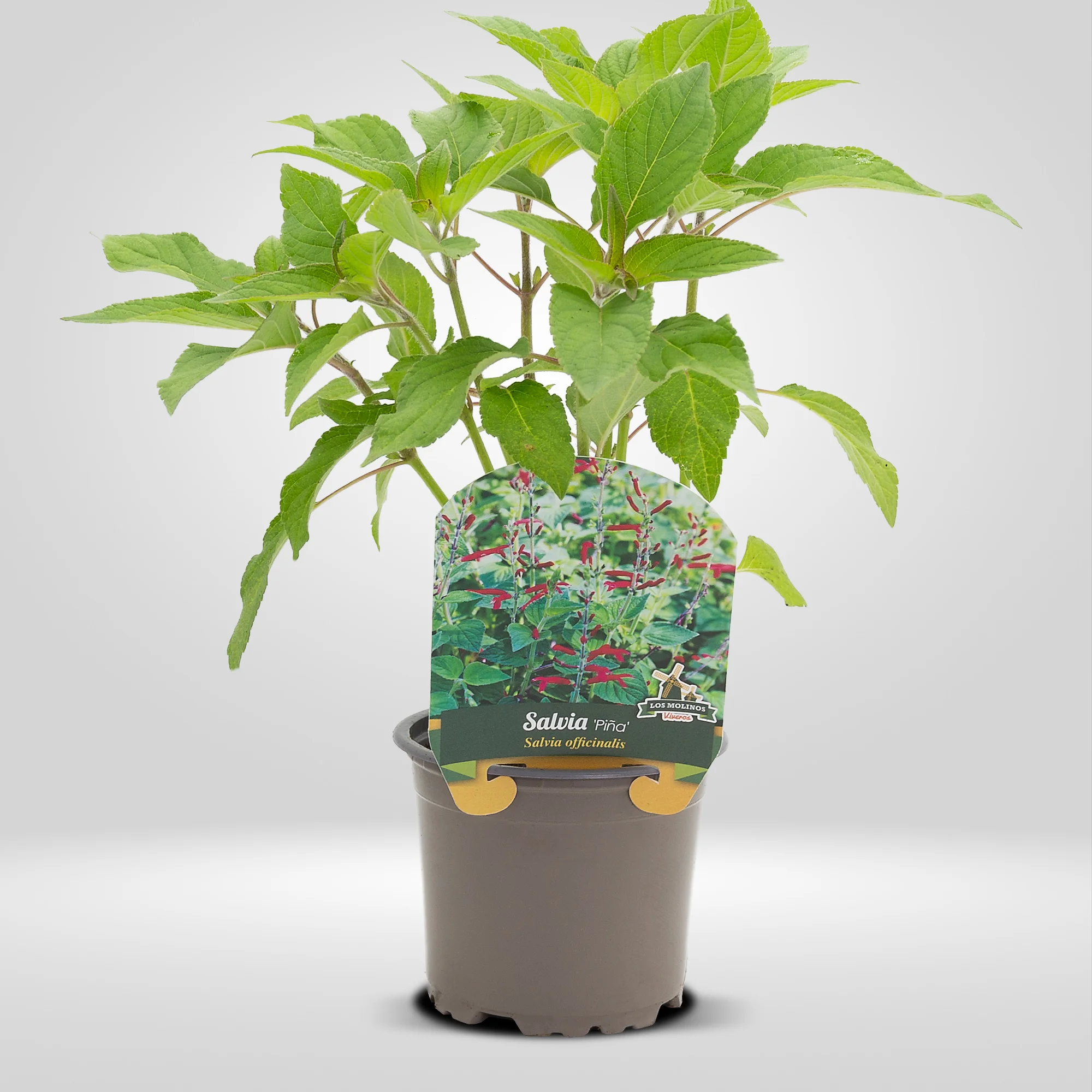 salvia pina en maceta 10,5