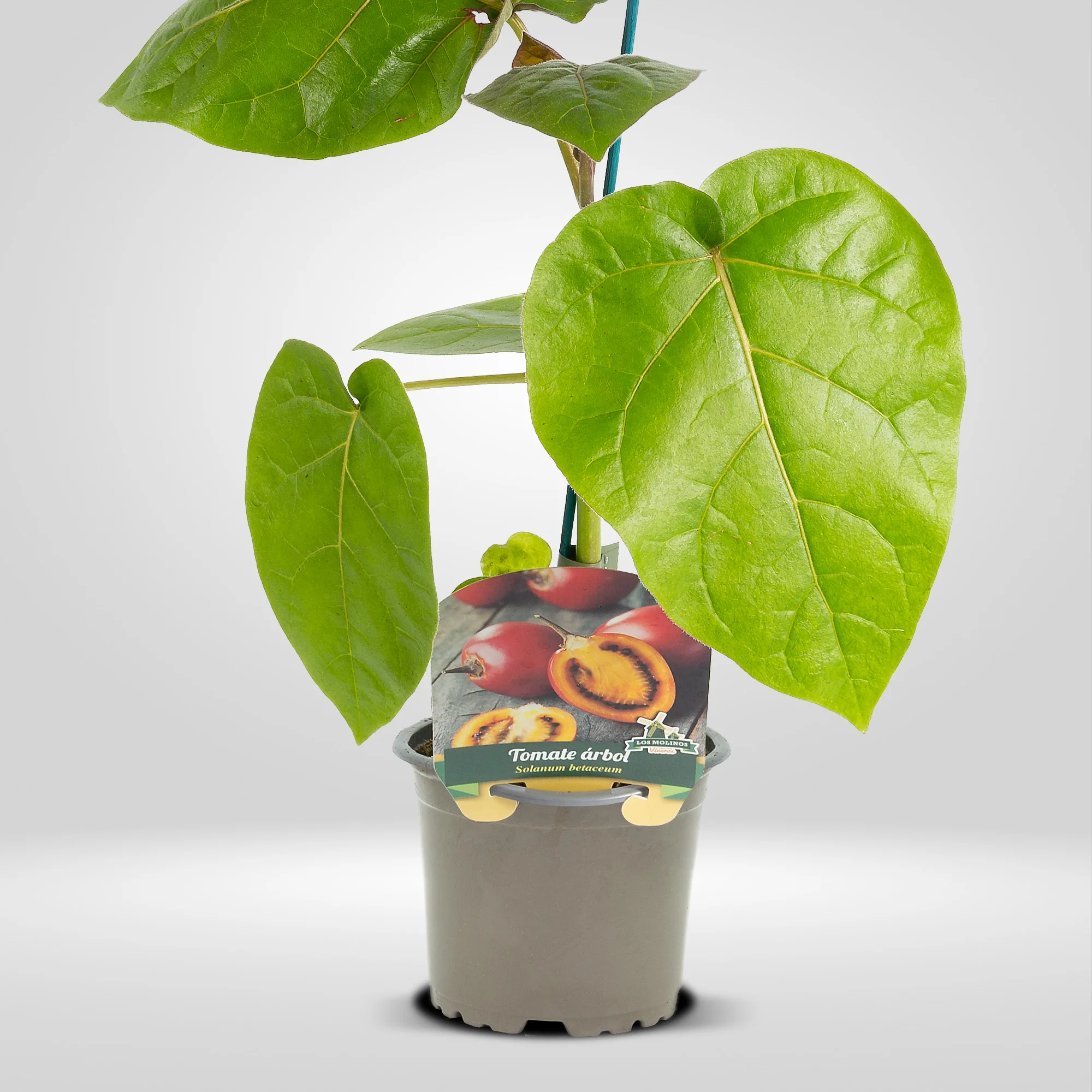 tomate arbol en maceta 10,5