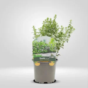 tomillo limón thymus citriodorus maceta pequeña