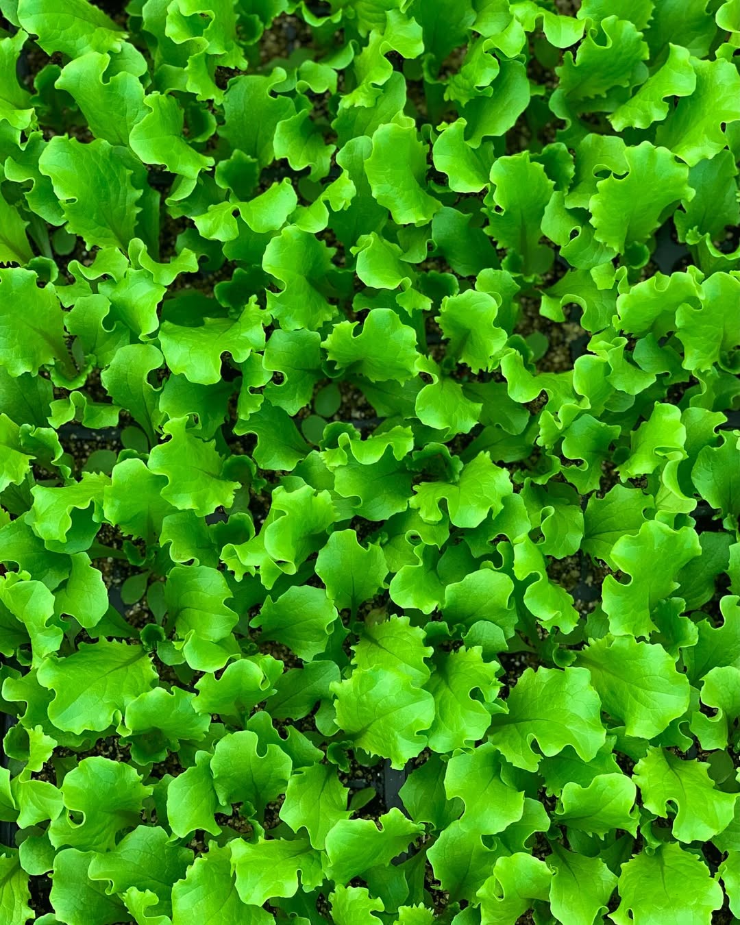 Image Slider