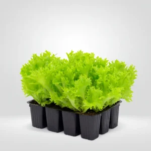 escarola cichorium endivia estuche 12 plantas