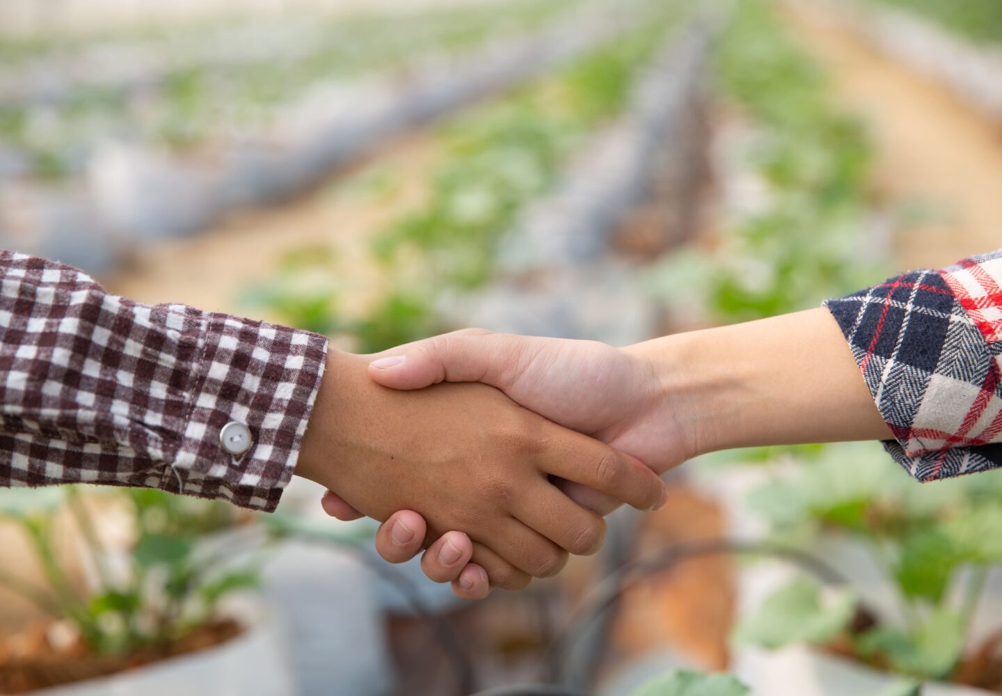 seguimiento de pedido viveros los molinos