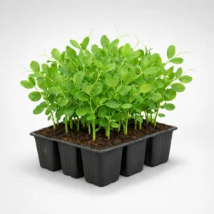 guisante para siembra en estuche de 9 uds