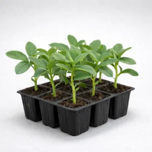 faba de mayo para siembra en estuche de 9 uds