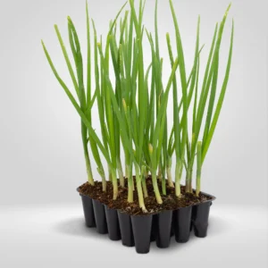 cebollo blanco allium cepa estuche 20 plantas