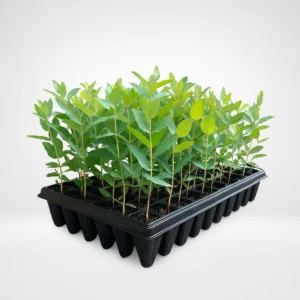 eucalipto globulus mejorado en bandeja forestal