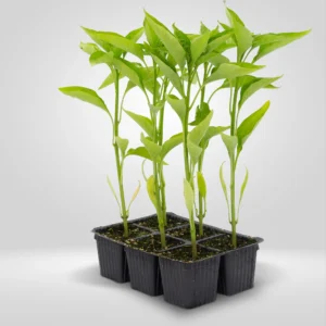 guindilla capsicum annuum estuche 6 plantas