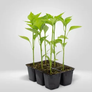 pimiento rocoto capsicum pubescens estuche 6 plantas