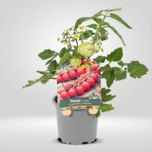 tomate cherry enano planta compacta para maceta