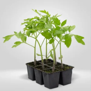 tomate cherry pera estuche 6 plantas
