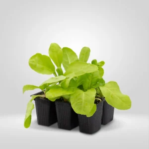 acelga amarilla beta vulgaris cicla estuche 6 plantas