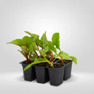 acelga multicolor beta vulgaris cicla estuche 6 plantas