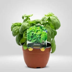 albahaca ancha ocimum basilicum maceta grande