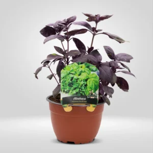 albahaca morada ocimum basilicum purpurascens maceta grande