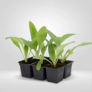 alcachofa cynara scolymus estuche 6 plantas