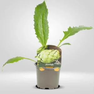 alcachofa cynara scolymus planta en maceta