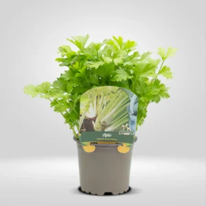 apio apium graveolens maceta pequeña