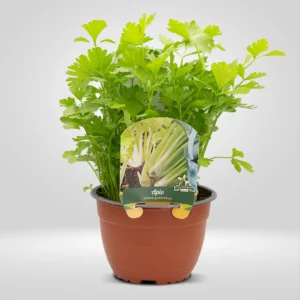 apio apium graveolens maceta grande