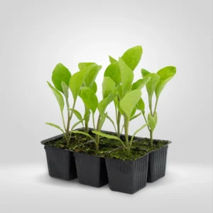 berenjena solanum melongena estuche 6 plantas