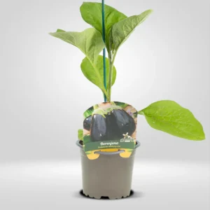 berenjena solanum melongena planta en maceta