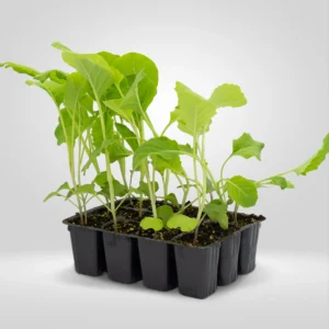 berza amarilla asturiana brassica oleracea acephala estuche 12 plantas